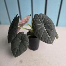 Load image into Gallery viewer, #B111 Alocasia Maharani