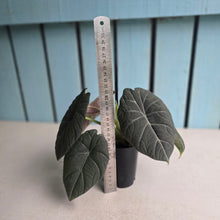Load image into Gallery viewer, #B111 Alocasia Maharani