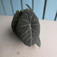 Load image into Gallery viewer, #B111 Alocasia Maharani