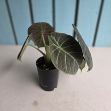 Load image into Gallery viewer, #B111 Alocasia Maharani
