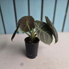 Load image into Gallery viewer, #B111 Alocasia Maharani