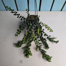 Load image into Gallery viewer, #149 Columnea Microphylla Variegata