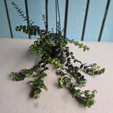 Load image into Gallery viewer, #149 Columnea Microphylla Variegata
