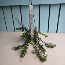 Load image into Gallery viewer, #149 Columnea Microphylla Variegata