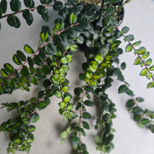 Load image into Gallery viewer, #149 Columnea Microphylla Variegata