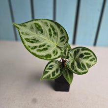 Load image into Gallery viewer, #G48 Anthurium Silver Blush