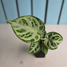 Load image into Gallery viewer, #G48 Anthurium Silver Blush