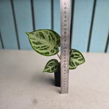 Load image into Gallery viewer, #G48 Anthurium Silver Blush