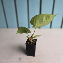 Load image into Gallery viewer, #G48 Anthurium Silver Blush