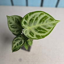 Load image into Gallery viewer, #S43 Anthurium Silver Blush