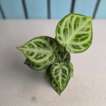 Load image into Gallery viewer, #S43 Anthurium Silver Blush