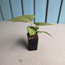 Load image into Gallery viewer, #S43 Anthurium Silver Blush
