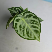 Load image into Gallery viewer, #B91 Anthurium Silver Blush