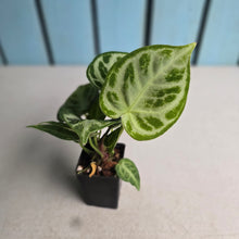 Load image into Gallery viewer, #B91 Anthurium Silver Blush