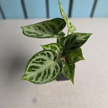 Load image into Gallery viewer, #B91 Anthurium Silver Blush