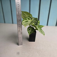 Load image into Gallery viewer, #B91 Anthurium Silver Blush