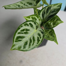 Load image into Gallery viewer, #B91 Anthurium Silver Blush