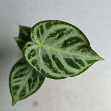 Load image into Gallery viewer, #G11 Anthurium Silver Blush