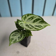 Load image into Gallery viewer, #G11 Anthurium Silver Blush