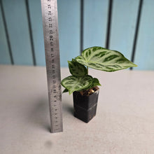 Load image into Gallery viewer, #G11 Anthurium Silver Blush