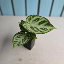 Load image into Gallery viewer, #G11 Anthurium Silver Blush