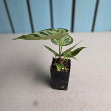 Load image into Gallery viewer, #G11 Anthurium Silver Blush