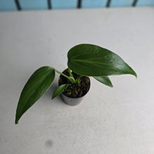Load image into Gallery viewer, #i119 Monstera Burle Marx Flame