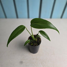 Load image into Gallery viewer, #i119 Monstera Burle Marx Flame