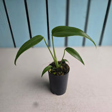 Load image into Gallery viewer, #i119 Monstera Burle Marx Flame