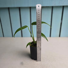 Load image into Gallery viewer, #i119 Monstera Burle Marx Flame