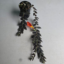 Load image into Gallery viewer, #139 Columnea Gloriosa 'Purpurea'