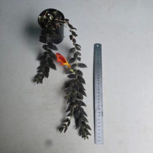 Load image into Gallery viewer, #139 Columnea Gloriosa 'Purpurea'