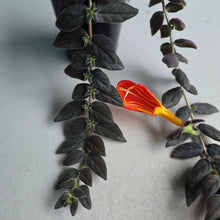 Load image into Gallery viewer, #139 Columnea Gloriosa 'Purpurea'