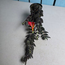 Load image into Gallery viewer, #G5 Columnea Gloriosa 'Purpurea'