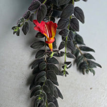 Load image into Gallery viewer, #G5 Columnea Gloriosa 'Purpurea'