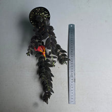 Load image into Gallery viewer, #G5 Columnea Gloriosa 'Purpurea'
