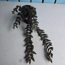 Load image into Gallery viewer, #G6 Columnea Gloriosa 'Purpurea'