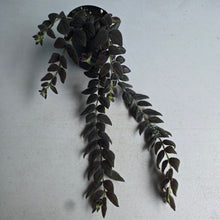 Load image into Gallery viewer, #G6 Columnea Gloriosa 'Purpurea'
