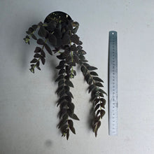 Load image into Gallery viewer, #G6 Columnea Gloriosa 'Purpurea'