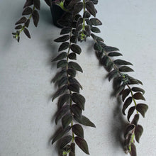 Load image into Gallery viewer, #G6 Columnea Gloriosa 'Purpurea'