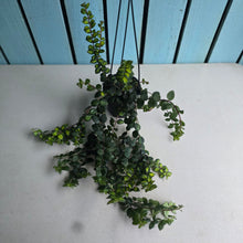 Load image into Gallery viewer, #P57 Columnea Microphylla Variegata