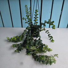 Load image into Gallery viewer, #P57 Columnea Microphylla Variegata