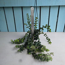 Load image into Gallery viewer, #P57 Columnea Microphylla Variegata