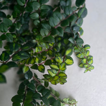 Load image into Gallery viewer, #P57 Columnea Microphylla Variegata