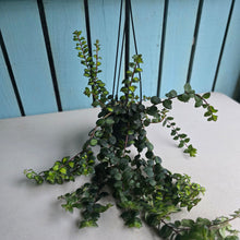 Load image into Gallery viewer, #P57 Columnea Microphylla Variegata