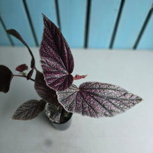 Load image into Gallery viewer, #W16 Begonia Maurice Amy