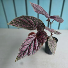 Load image into Gallery viewer, #W16 Begonia Maurice Amy