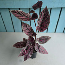 Load image into Gallery viewer, #W22 Begonia Maurice Amy
