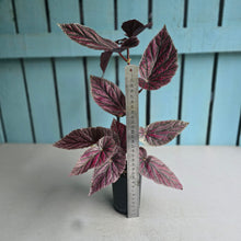 Load image into Gallery viewer, #W22 Begonia Maurice Amy
