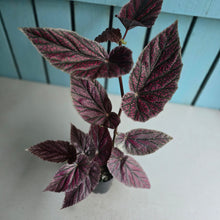 Load image into Gallery viewer, #W22 Begonia Maurice Amy